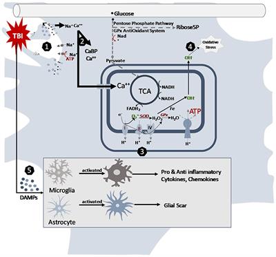 Pathophysiology of Pediatric Traumatic Brain Injury